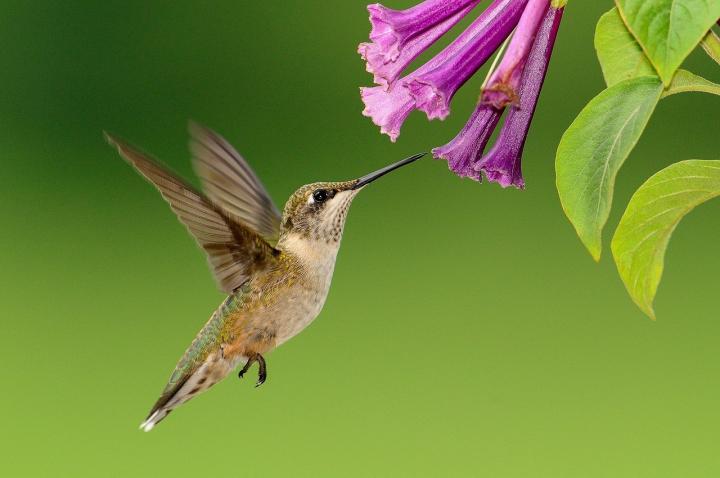 Comment attirer les colibris dans votre jardin